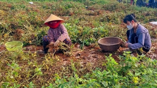 Diễn Châu thắng lớn vụ lạc đông