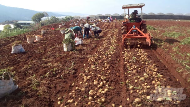 Giống mới, kỹ thuật mới giúp năng suất khoai tây tăng vọt
