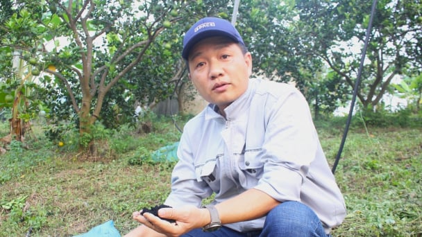 Vườn cam đạt chứng nhận hữu cơ USDA của chàng trai 'gàn dở'