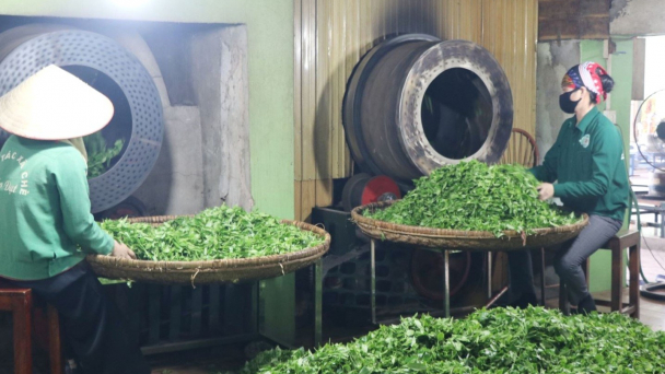 Sản xuất chè nhàn tênh nhờ cơ giới hóa