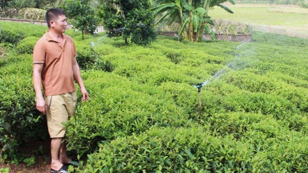Thơm ngon chè vụ đông