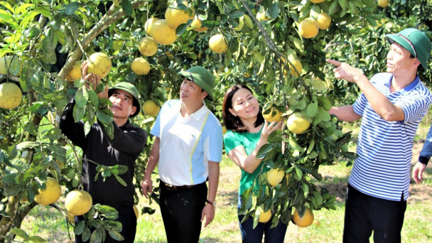 Cam hữu cơ 'ngủ màn' nức tiếng gần xa