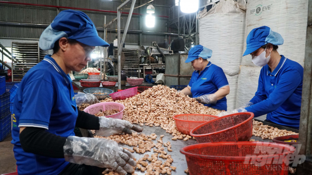 Đưa hạt điều vươn xa nhờ chế biến sâu