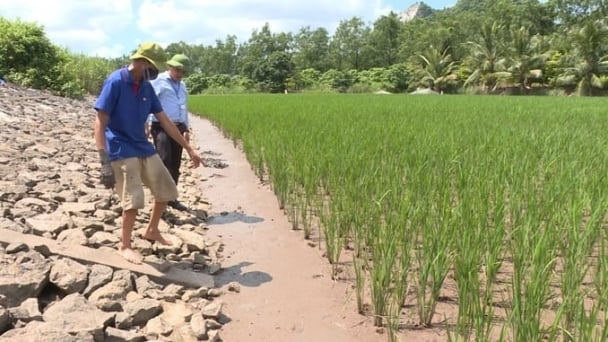 Nông nghiệp hữu cơ hòa cùng dòng chảy 'nâu' sang 'xanh' của Đất mỏ