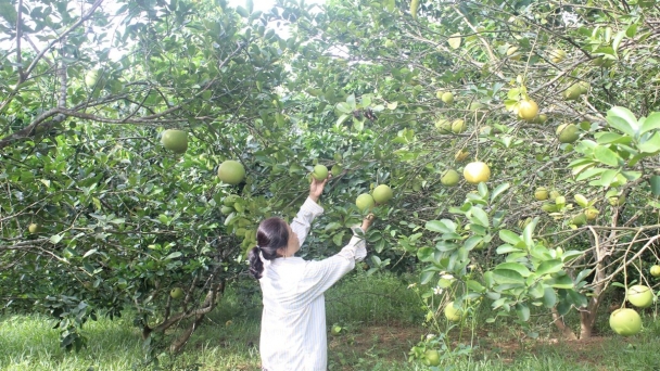 Cần sớm vực dậy chất lượng bưởi hồng Quang Tiến