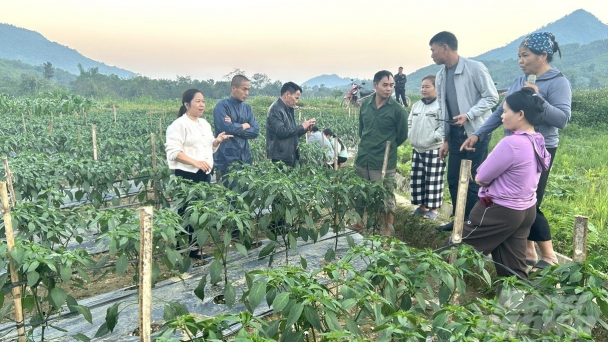 Khuyến nông cơ sở - những bước chân không mỏi: 'Chở' tri thức về xóm làng