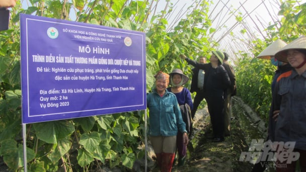 Phục tráng thành công giống dưa chuột nếp Hà Trung