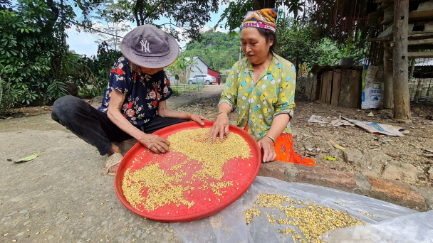 Đồng quê vắng mùa đỗ cúc bóng