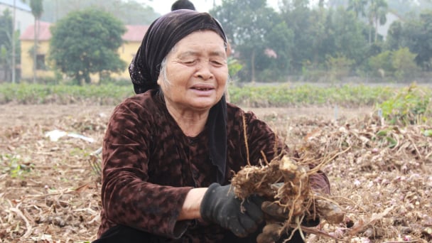 Làng miến bên sông Hồng sôi động vào vụ Tết