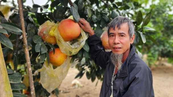Tri thức nghề nông: Đắm đuối giống bưởi tiến vua