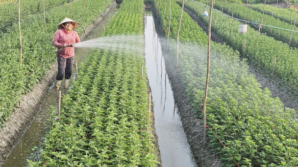 Niềm vui trên đồng lúa chuyển đổi