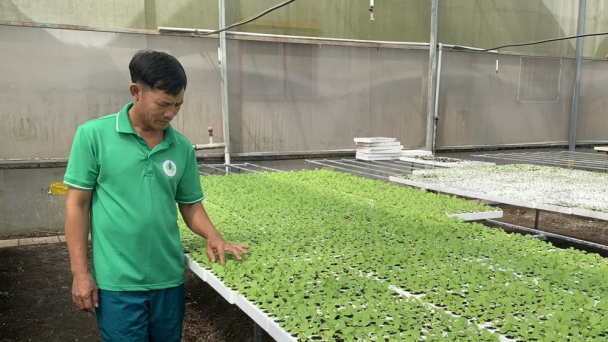 Nhiều ưu điểm khi ươm giống rau trong nhà màng