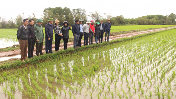 Quảng Trị kiểm tra lúa đông xuân, ứng phó diễn biến thời tiết bất thường
