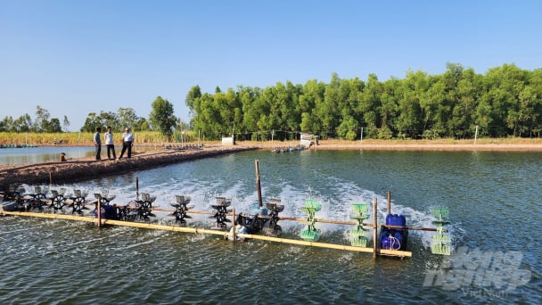 Khung thời vụ thả giống tôm nước lợ 2024 ứng phó hạn mặn