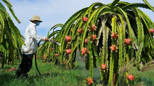 Nhân rộng diện tích thanh long theo dõi giảm phát thải