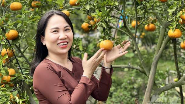 Ngắm đã mắt những vườn quýt hồng Lai Vung mùa Tết