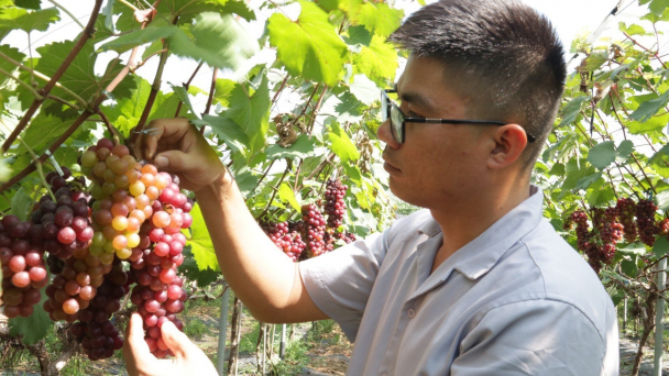 Chàng trai làm nông trại xanh giữa lòng Hà Nội