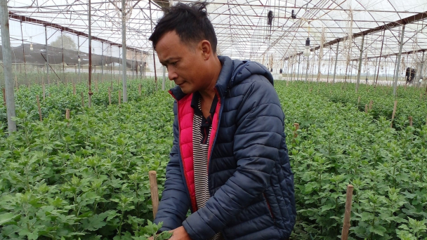 Nghề trồng hoa phải chấp nhận 'ăn không đúng bữa, ngủ không đúng giờ'