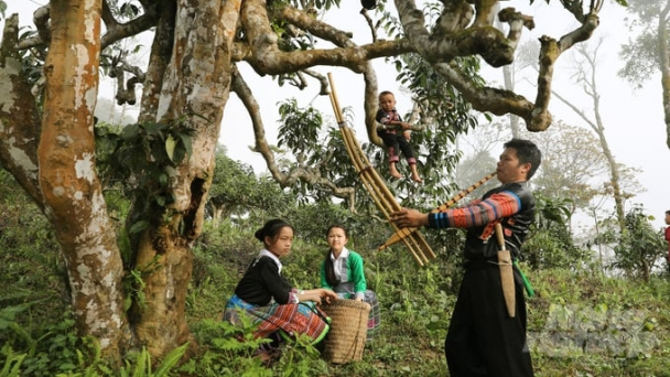 Nơi có hơn 300ha chè cổ thụ trên 100 năm tuổi