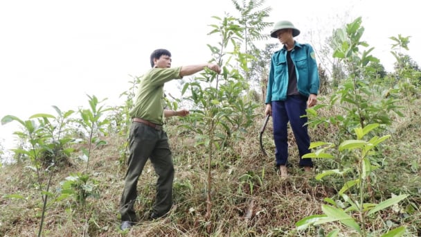 Khí thế trồng rừng đầu năm ở ‘thủ đô gió ngàn’