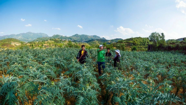 Sapa to become a key location for medicinal plant production by 2025