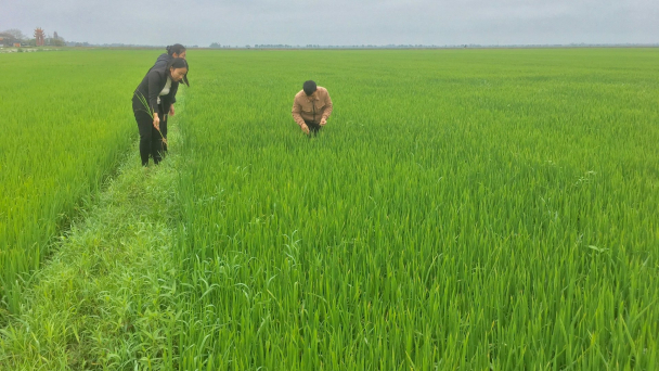 Quảng Trị 'lên dây cót' phòng trừ bệnh đạo ôn