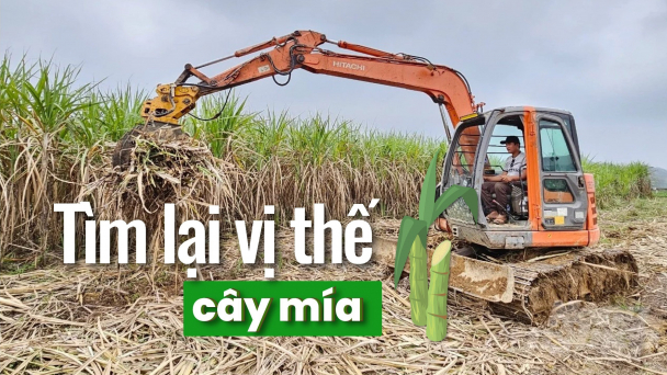 Những tỷ phú trên cánh đồng lớn