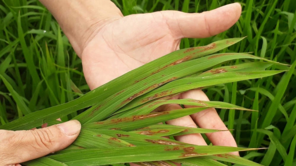 Đạo ôn lá nguy cơ xuất hiện sớm, gây hại nặng trên lúa xuân