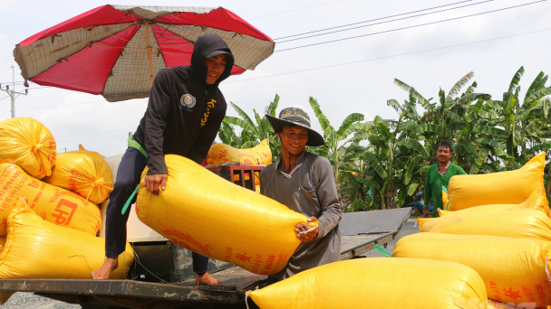 Không nôn nóng xuống giống vụ hè thu