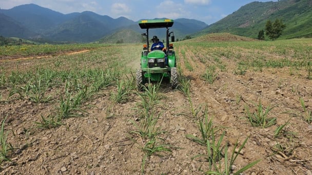 Chi phí giảm, năng suất mía tăng 10 - 12% nhờ bón phân NPK Phú Mỹ