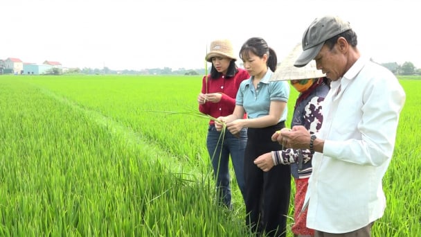 Giống lúa Gia Lộc 26 và Gia Lộc 35 phát triển tốt ở Quảng Trị
