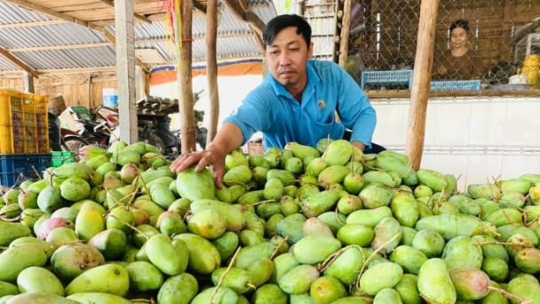 Xoài đồng loạt tăng giá, nông dân phấn khởi