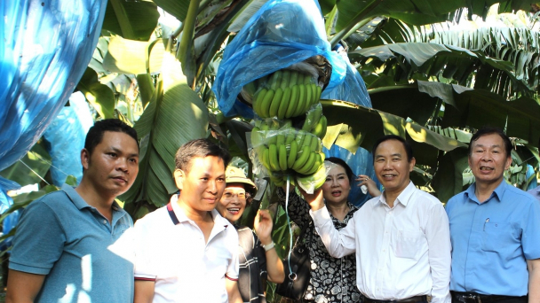 Triển vọng 2 giống chuối mới