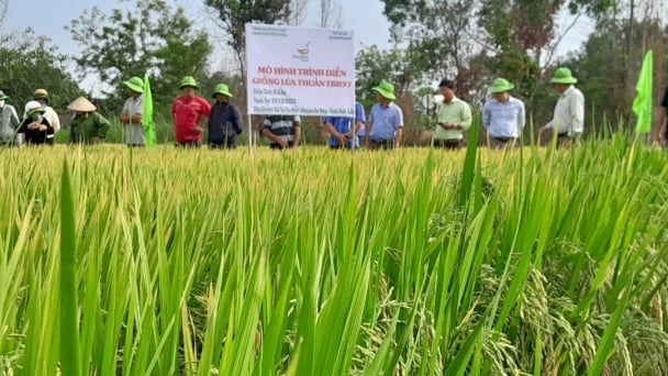 Giống lúa TBR97 chống chịu sâu bệnh, năng suất đạt 70 - 75 tạ/ha ở vùng biên giới