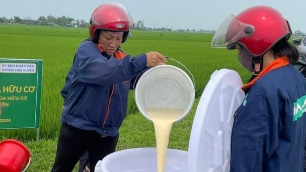 Cho lúa 'ăn' trứng gà, sữa tươi