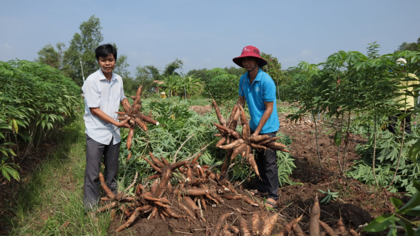 Năng suất sắn tăng 30 - 50% nhờ tưới tiết kiệm