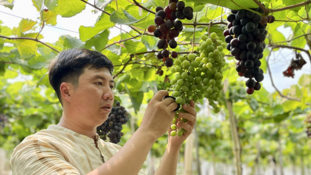 Trang trại nho trĩu quả bên dòng Sê San