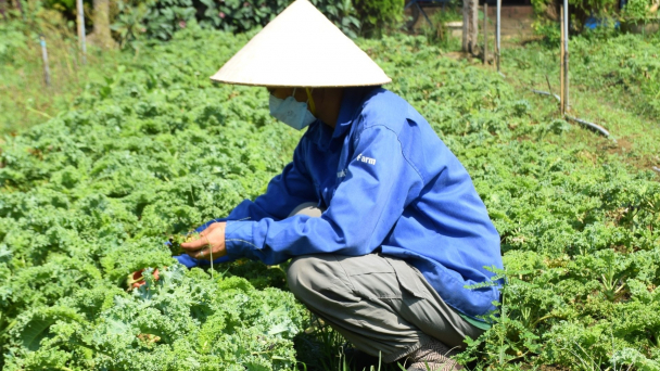 Trang trại rau hữu cơ bên ‘long mạch’ của đất hai vua
