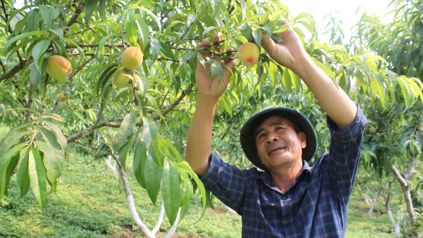 Đào Bắc Hà mất mùa, giá cao