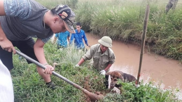 Mỗi năm Bắc Giang có 1.400 - 1.700ha cây trồng bị chuột hại