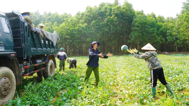 Vụ dưa ngọt giữa những ngày nắng nóng
