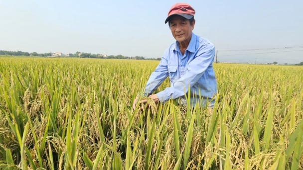 Mùa vàng trên cánh đồng sạ cụm