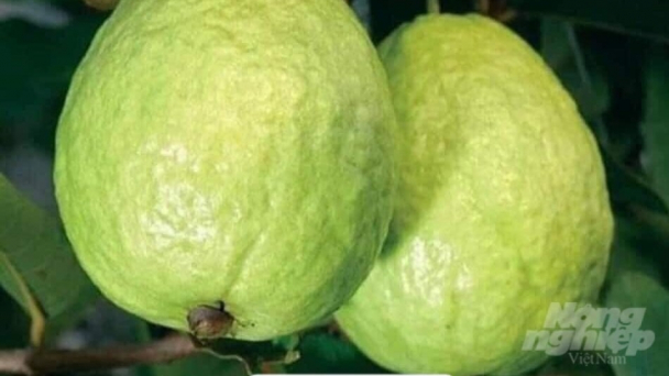 Một xã thu 135 tỷ đồng mỗi năm từ cây ổi