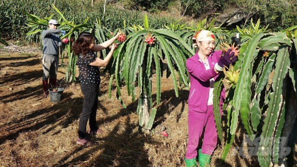 Kiên trì ‘mở đường’ cho thanh long xuất ngoại