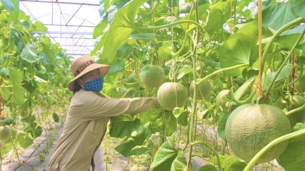 Huyện có 115 mô hình trồng dưa lưới trong nhà màng