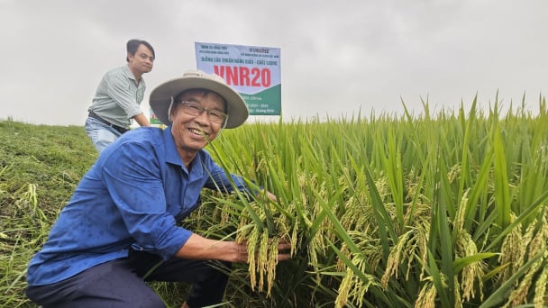 VNR20 sừng sững trước mưa gió