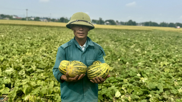 Được mùa dưa, nông dân Hà Tĩnh lãi 10 - 12 triệu đồng mỗi sào
