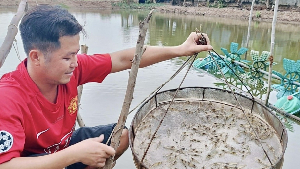 Trời giảm nhiệt, người nuôi tôm đồng loạt xuống giống