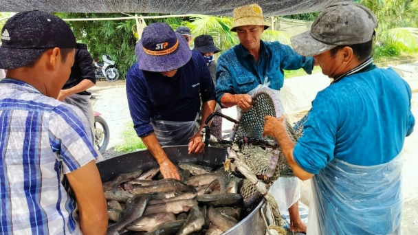 Giá cá lóc tăng cao nhất từ đầu năm đến nay