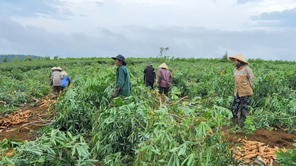 Cây sắn lao dốc: Năng suất thấp, sâu bệnh bủa vây